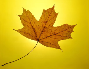 autumn gold yellow background setting sun maple leaf