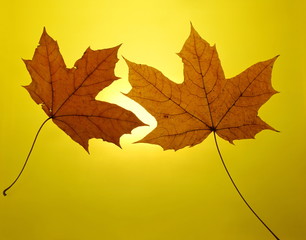 autumn gold yellow background setting sun maple leaf