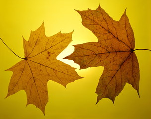 autumn gold yellow background setting sun maple leaf