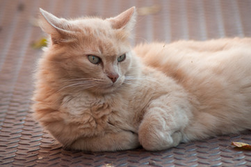 Fototapeta na wymiar portrait of ginger angora cat lying in outdoor looking away in the street