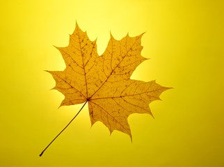 autumn gold yellow background setting sun maple leaf