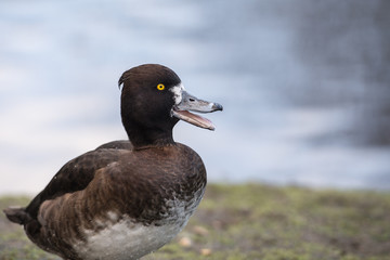 Tufted Duck laughing