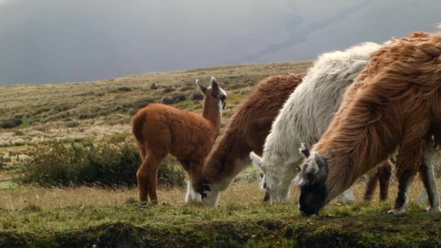 Herd of llamas on the windswept paramo near Cotopaxi Volcano in the Ecuadorian Andes
