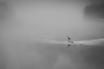 Black and white shot with a bird sitting alone on a lake surrounded by thick fog