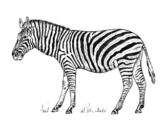 African Zebra Wild animal on white background. striped black white horse. Engraved hand drawn Vintage monochrome sketch. Vector illustration for label. safari symbol.