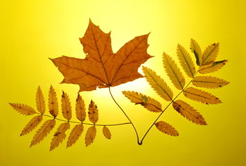 autumn gold yellow background setting sun maple leaf mountain ash leaves