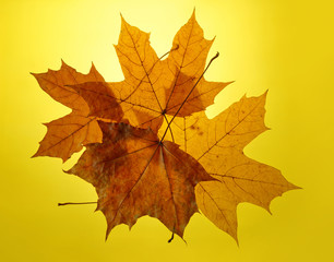 Fototapeta na wymiar autumn gold yellow background setting sun maple leaf