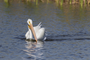 White Pelicans in a Florida marsh