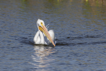White Pelicans in a Florida marsh
