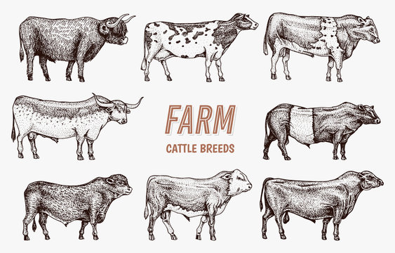 Farm cattle bulls and cows. Different breeds of domestic animals. Engraved hand drawn monochrome sketch. Vintage line art.