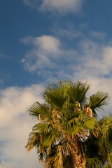 Fototapeta premium palm tree and blue sky,tropical,nature,green,plant,view