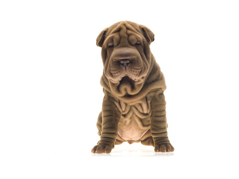 Photographie portrait studio d'un chien Shar-Pei de couleur fauve sable sur fond blanc venant de chine