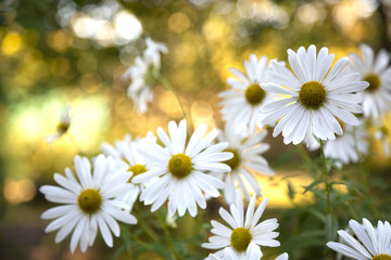 Fototapeta premium Beautiful white camomiles daisy flowers on green garden