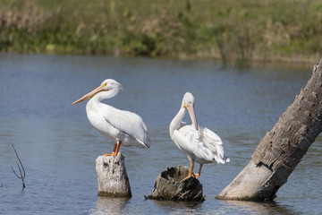 White Pelicans in a Florida marsh