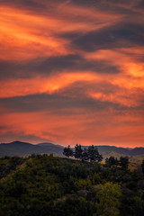 a group of fir trees on the peak of a hill against a rich colored sky full with clouds in the morning at sunrise