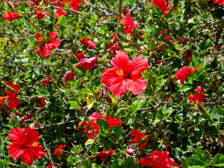 Red hibiscus flowers on a sunny day