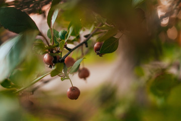 Red malus apples on a tree in garden in the fall. Decorative paradise apple tree branch with fruits.