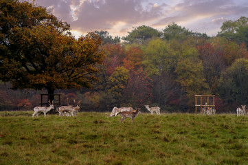 Deer - wild animals - natural scenery