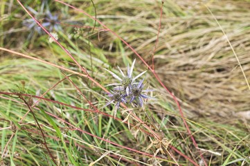 Eryngium amethystinum violet plant and flowers - Apiaceae (Marche, Italy, Europe)