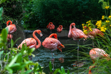 flamingo in the zoo