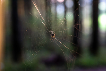 Kreuzspinne im Wald
