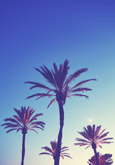Fototapeta na wymiar Vintage toned picture of palm trees at dusk, summer concept background.