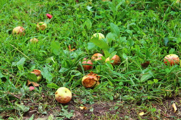 Fallen yellow apples from a tree. Background. Landscape.