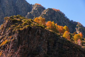 Colorful autumn landscape in the Caucasus mountains, colorful forest in Kazbegi, Georgia