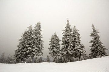 Black and white winter mountain landscape wide angle view. Row of dark fir-trees covered with frost...