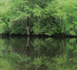 GREEN TREES ALONG RIVER REFLECTED IN WASTER