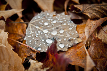 water droplets on fall leaf