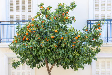 Fototapeta na wymiar Ornamental orange tree on a street in Athens