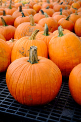 Display Pumpkins