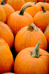 Display Pumpkins