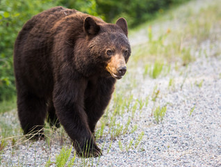 Fototapeta premium Black bear in the wild