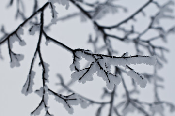 Hoar Frost Trees