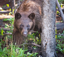 Black bear in the wild