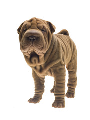 Photographie portrait studio d'un chien Shar-Pei de couleur fauve sable sur fond blanc venant de chine