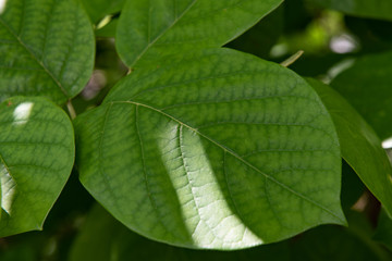 leaf close up