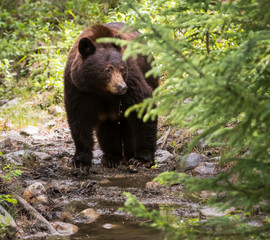Fototapeta na wymiar Black bear in the wild