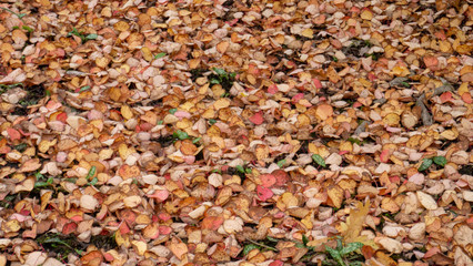 Autumn leaves at Dunham Massey