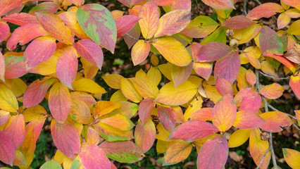 Autumn leaves at Dunham Massey