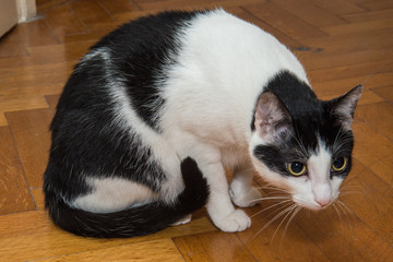 Naklejka premium A young male black and white colored cat 