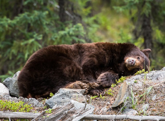 Black bear in the wild