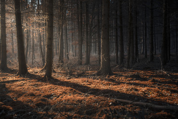 Dark autumn forest with beams of light