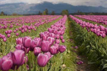 Skagit Valley, Washington pink Tulip field rows landscape