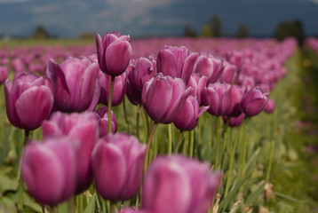 Skagit Valley, Washington Pink Tulip field close up