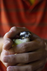 Bird rescued from a tree