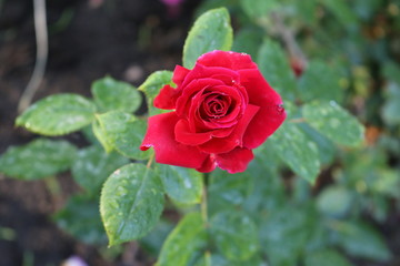 rose,
