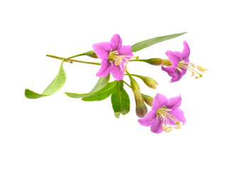 Goji berries or Lycium barbarum with flowers isolated on white background.